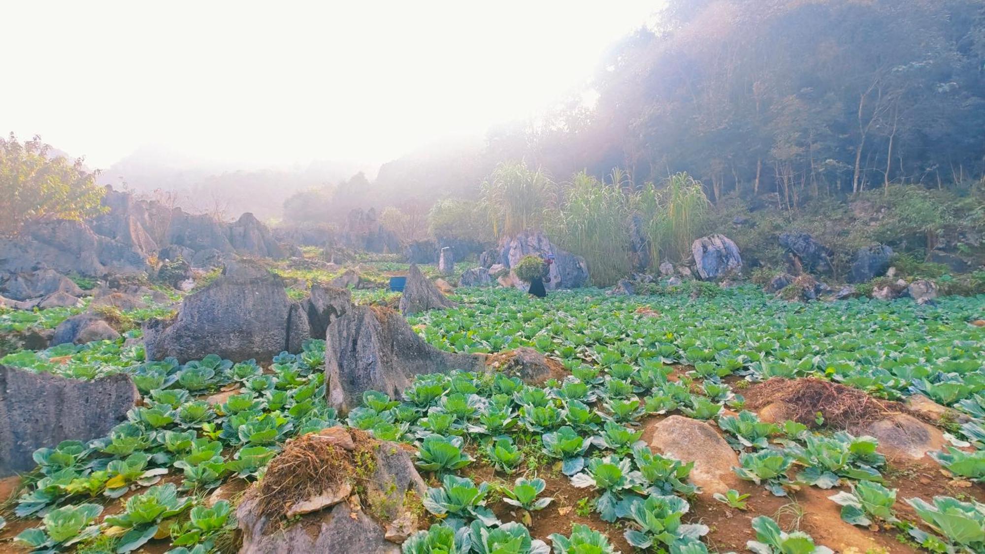 Nha Co Lao Xa Homestay Hmong Dong Van (Ha Giang) Exterior photo